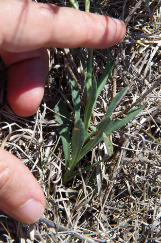 Image of Plains Gumweed (Grindelia oolepis) by (c) Eric Knight, some rights reserved (CC BY)