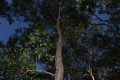 Lophostemon suaveolens, photograph (c) Greg Tasney, some rights reserved (CC BY-SA)
