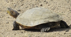 Trachemys ornata