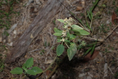 Sida cordifolia, photograph (c) Greg Tasney, some rights reserved (CC BY-SA)