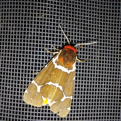 Garden Tiger photo 5