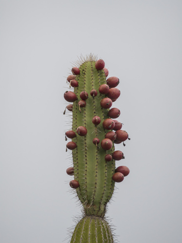 Jasminocereus thouarsii, photograph 2