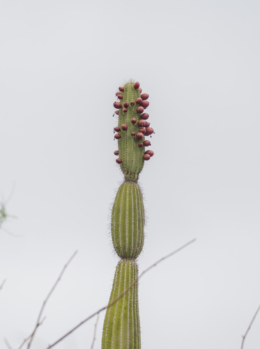 Jasminocereus thouarsii