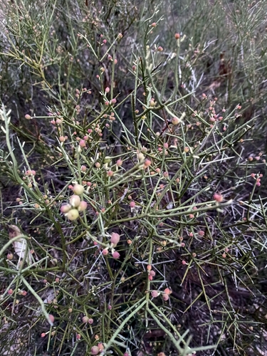 leafless currant-bush
