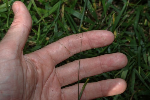 Ottochloa gracillima, photograph 3