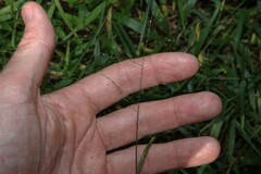 Ottochloa gracillima, photograph (c) Greg Tasney, some rights reserved (CC BY-SA)