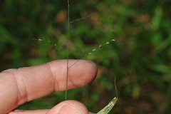 Ottochloa gracillima, photograph (c) Greg Tasney, some rights reserved (CC BY-SA)