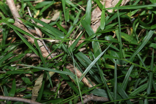 Ottochloa gracillima, photograph 5