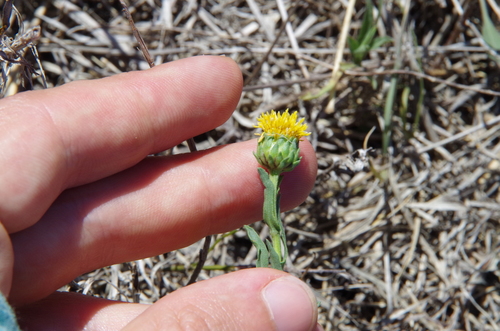 Image of Plains Gumweed (Grindelia oolepis) by (c) Eric Knight, some rights reserved (CC BY)