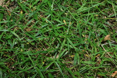 Ottochloa gracillima, photograph (c) Greg Tasney, some rights reserved (CC BY-SA)