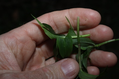 Commelina cyanea, photograph (c) Greg Tasney, some rights reserved (CC BY-SA)