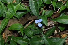 Commelina cyanea, photograph (c) Greg Tasney, some rights reserved (CC BY-SA)