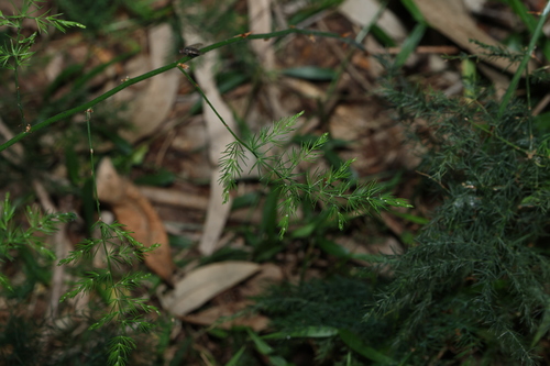 Asparagus africanus, photograph 1
