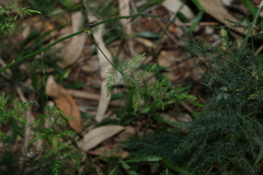 (c) Greg Tasney, some rights reserved (CC BY-SA) Asparagus africanus, photograph (c) Greg Tasney, some rights reserved (CC BY-SA)