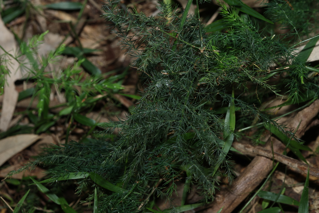 Asparagus africanus; photograph (c) Greg Tasney, some rights reserved (CC BY-SA)