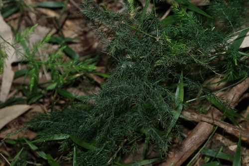 Asparagus africanus