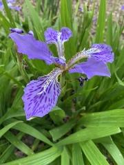 Iris tectorum