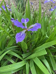 Iris tectorum