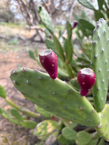 Opuntia bonaerensis