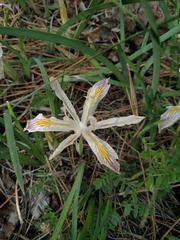 Iris chrysophylla