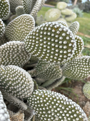 Bunny Ears Cactus