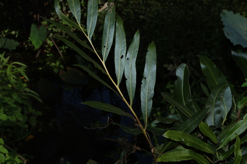 Acrostichum speciosum, photograph 1