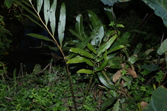 Acrostichum speciosum