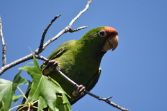 Psittacara mitratus