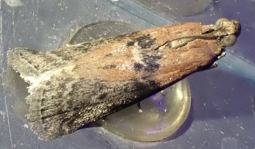Willow Knot-horn, Graafland, Groot-Ammers, South Holland, NL, photo 10 of 10
