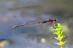 Enallagma dubium
