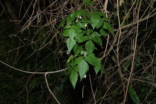 Cardiospermum grandiflorum, photograph 1