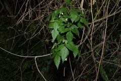 Cardiospermum grandiflorum, photograph (c) Greg Tasney, some rights reserved (CC BY-SA)
