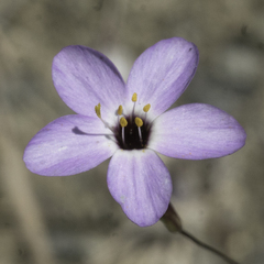 Leptosiphon ambiguus