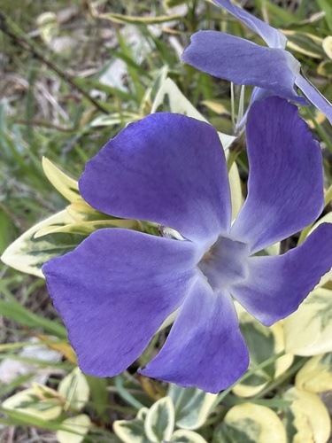 greater periwinkle