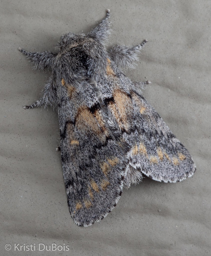Banded Pebble Moth