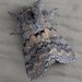 Banded Pebble Moth - Photo (c) Kristi DuBois, some rights reserved (CC BY-NC), uploaded by Kristi DuBois