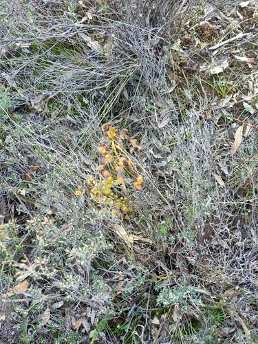 Climbing Sundew