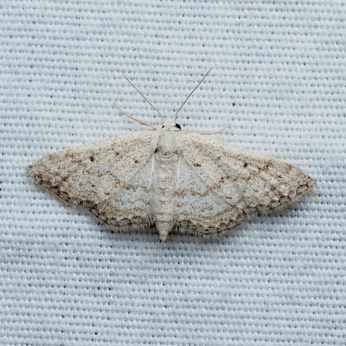 Drab Brown Wave photo 5