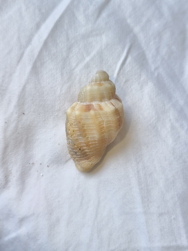 Cancellaria spengleriana observed 2026-08-06
