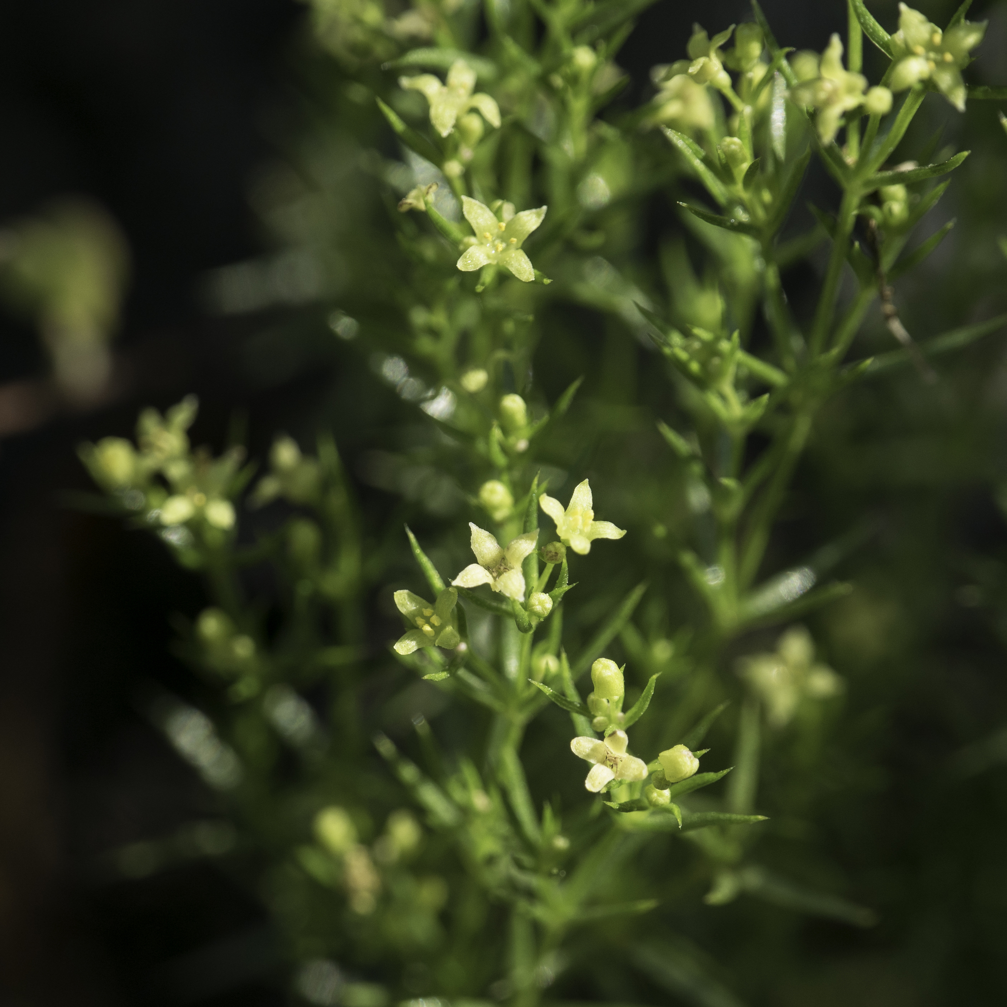 Galium andrewsii ssp. gatense