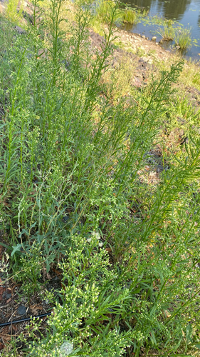 horseweed