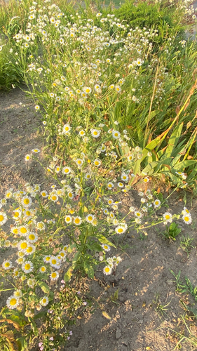 annual fleabane