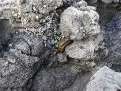 Cryptoconchus porosus