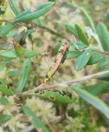 Rhytisma andromedae observed 2026-08-04
