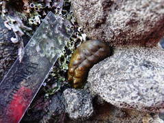 Cryptoconchus porosus