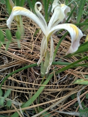 Iris chrysophylla