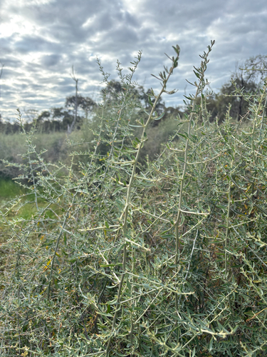Nitre Goosefoot