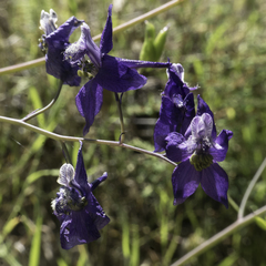 Delphinium decorum