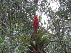 Tillandsia ponderosa
