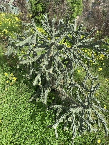 tree cholla